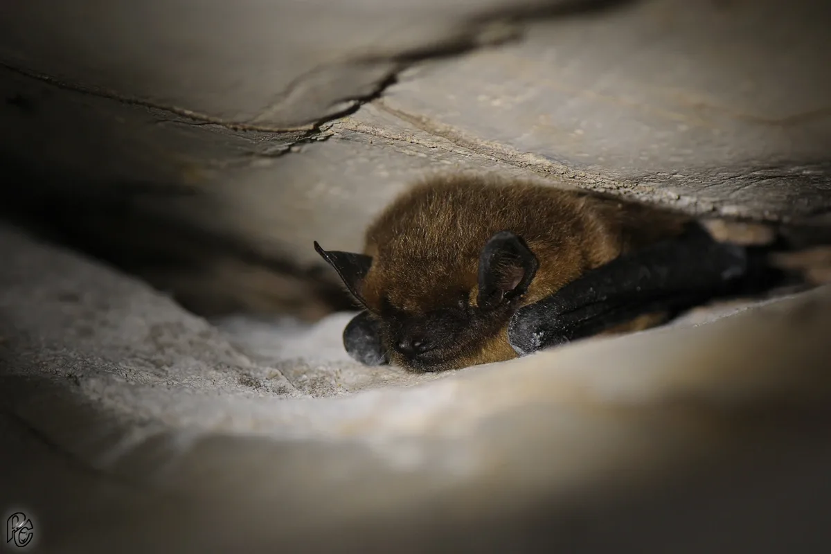 16251164007 1c2fd849d4 o