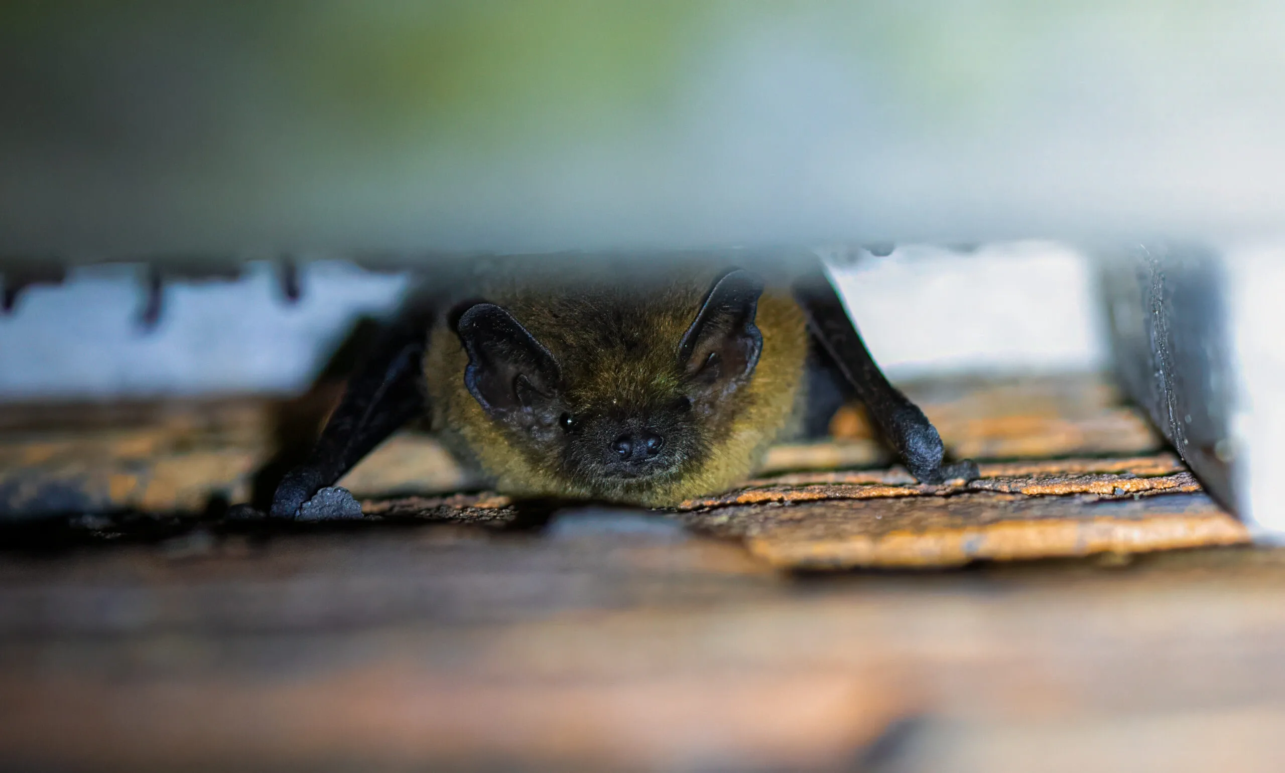 Gewone dwergvleermuis Schwegler2 FE Taric Schrader scaled